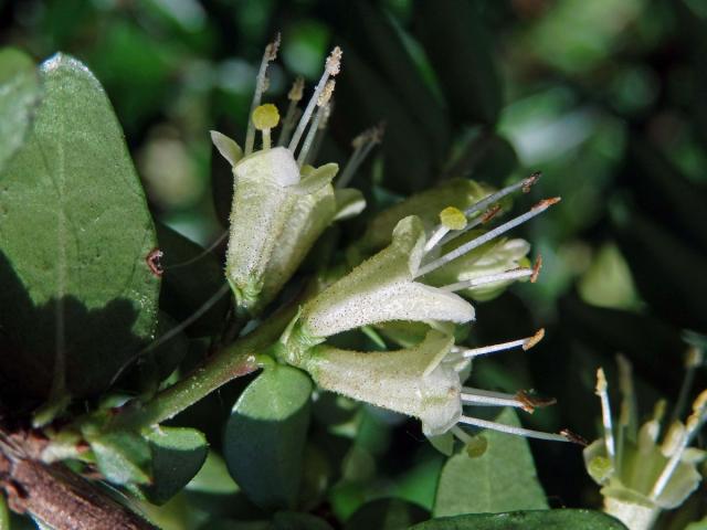 Zimolez lesklý (Lonicera nitida E. H. Wilson)