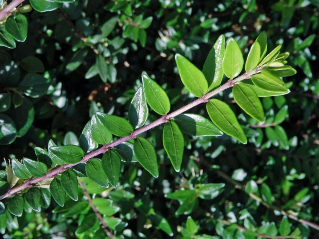 Zimolez lesklý (Lonicera nitida E. H. Wilson)