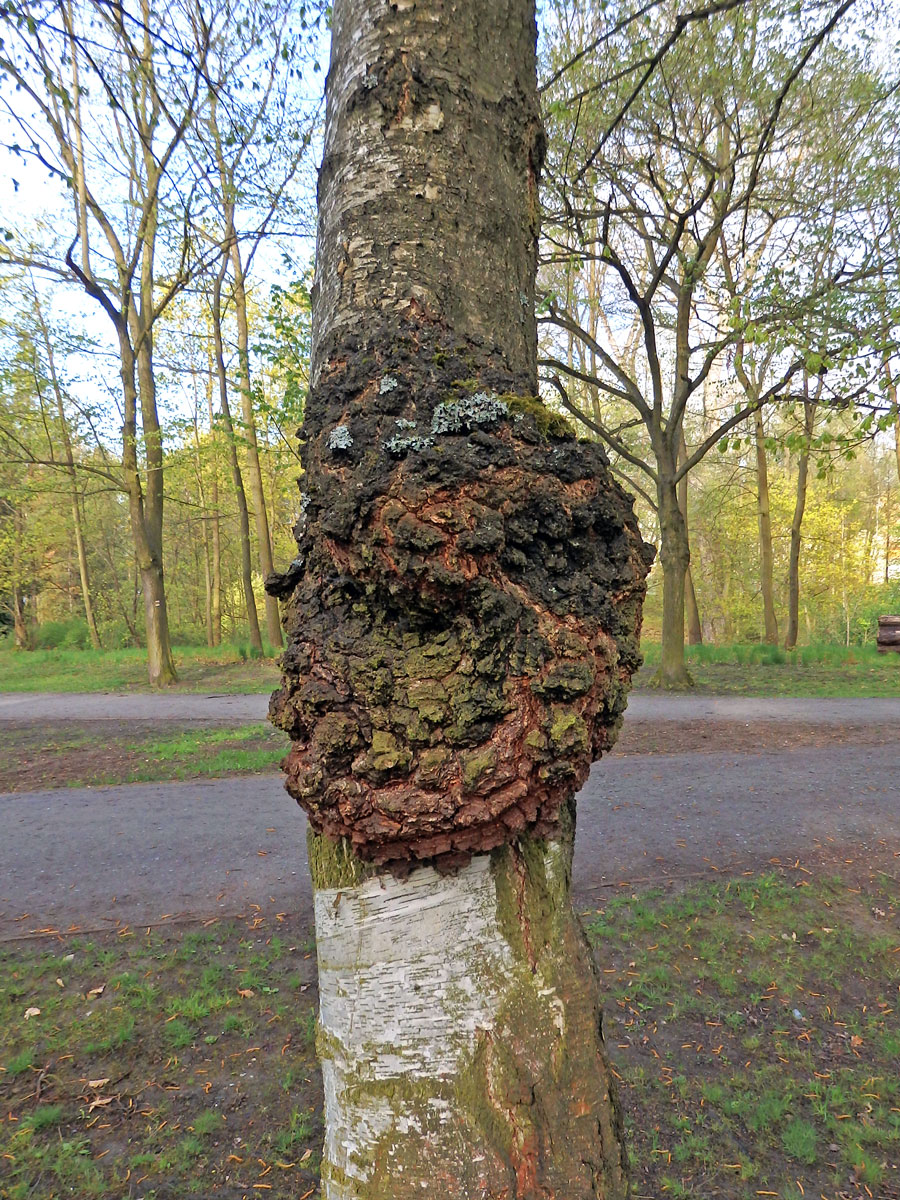 Nádor na bříze bělokoré (Betula pendula Roth) (61a)