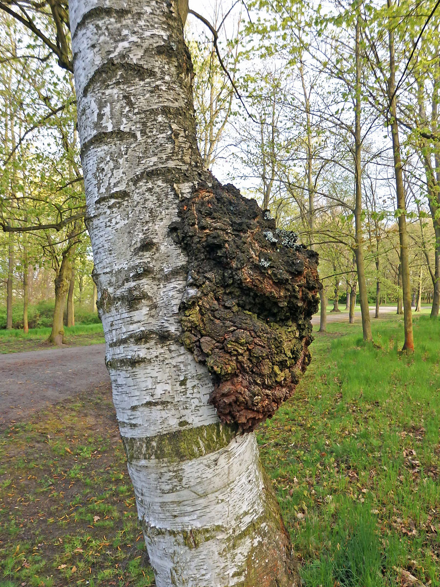 Nádor na bříze bělokoré (Betula pendula Roth) (61b)