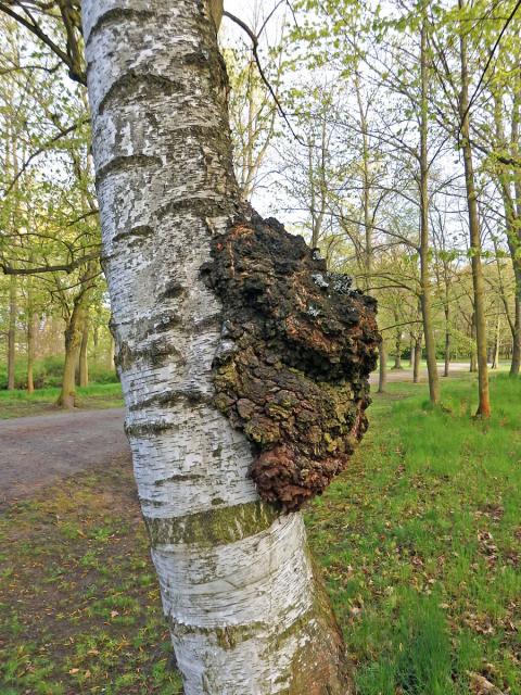 Nádor na bříze bělokoré (Betula pendula Roth) (61b)