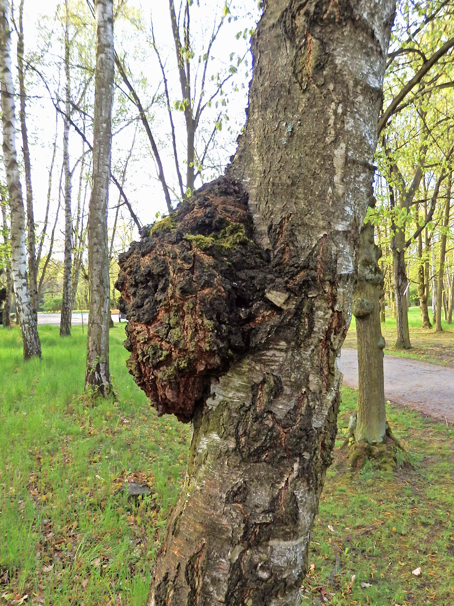 Nádor na bříze bělokoré (Betula pendula Roth) (61c)