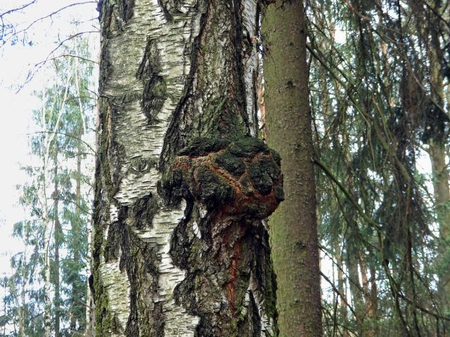 Nádor na bříze bělokoré (Betula pendula Roth) (62)