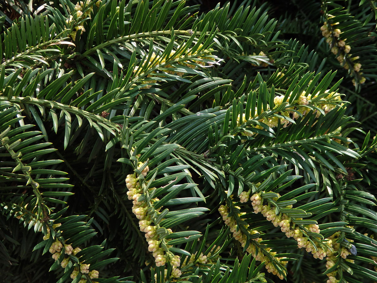 Hlavotis peckovitý (Cephalotaxus harringtonia (Knight ex Forbes) K. Koch)