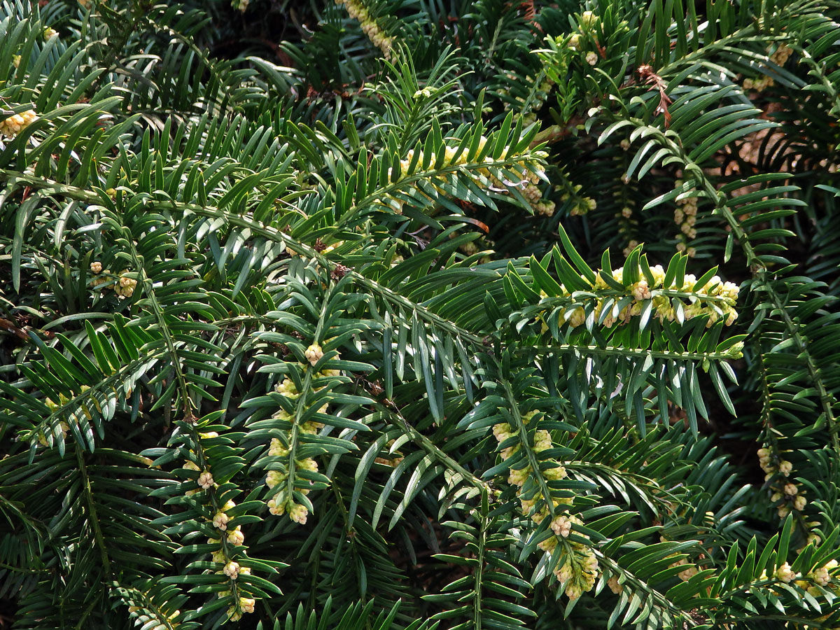 Hlavotis peckovitý (Cephalotaxus harringtonia (Knight ex Forbes) K. Koch)