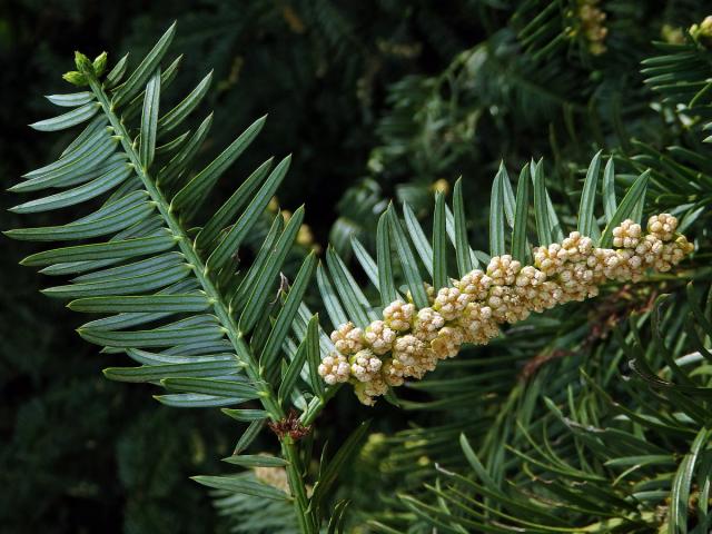 Hlavotis peckovitý (Cephalotaxus harringtonia (Knight ex Forbes) K. Koch)