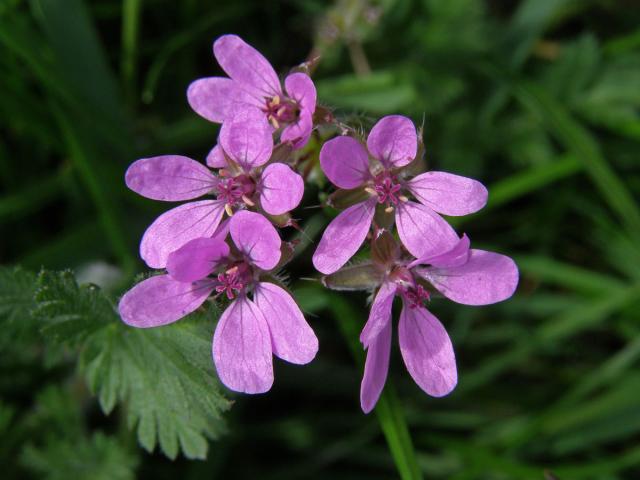 Pumpava obecná (rozpuková) (Erodium cicutarium (L.) L´Hér.)