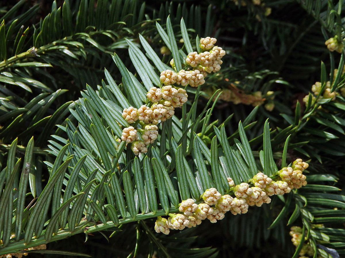 Hlavotis peckovitý (Cephalotaxus harringtonia (Knight ex Forbes) K. Koch)