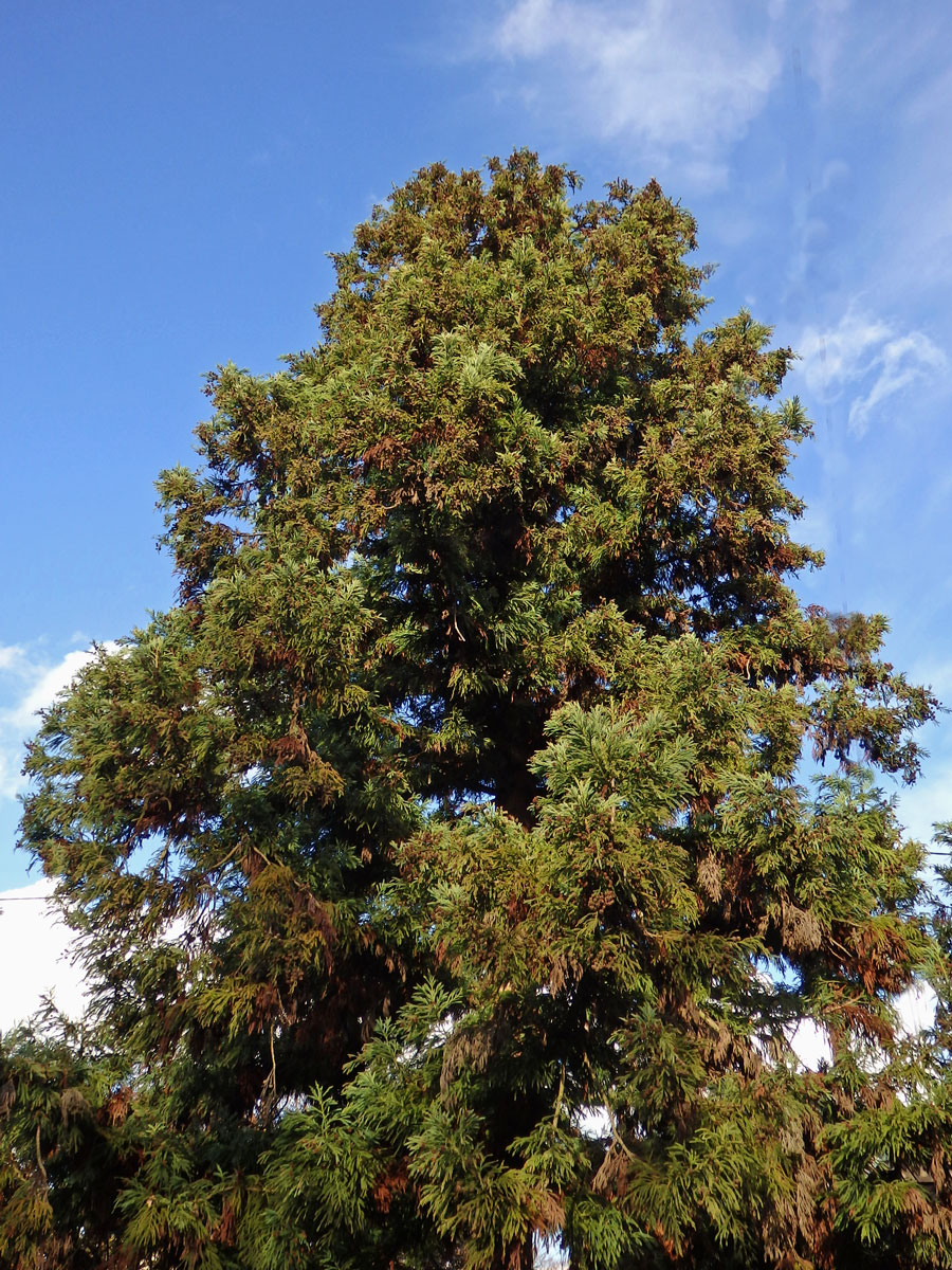 Kryptomerie japonská (Cryptomeria japonica (L. f.) D. Don)