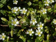 Rožec lepkavý (Cerastium glutinosum Fr.)