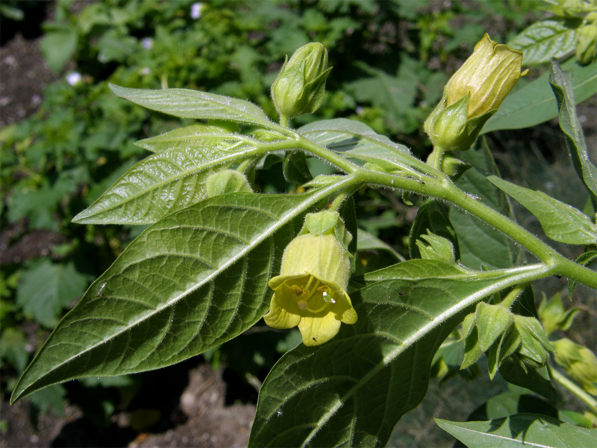 Rulík zlomocný (Atropa bella-donna L.)