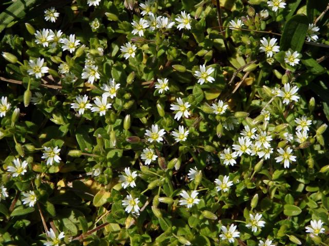 Rožec lepkavý (Cerastium glutinosum Fr.)