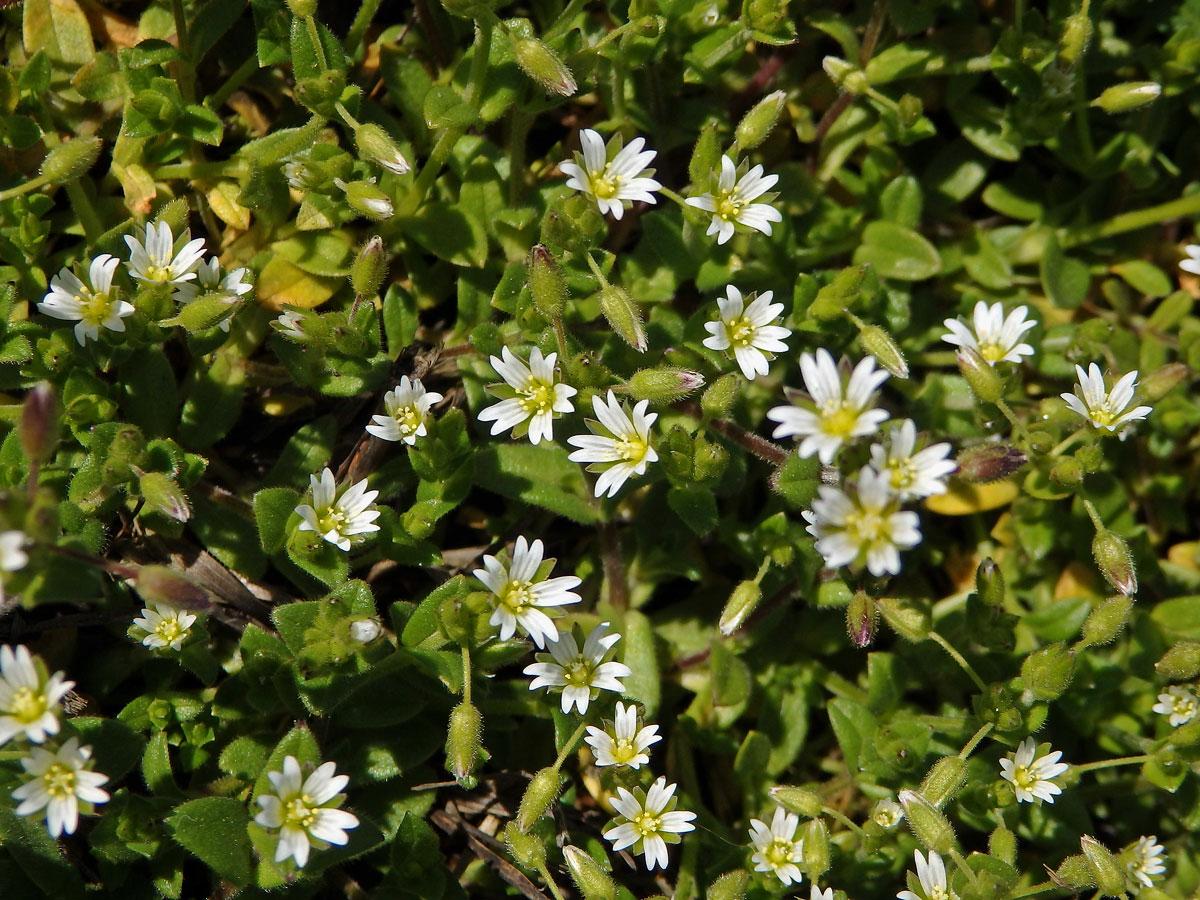 Rožec lepkavý (Cerastium glutinosum Fr.)