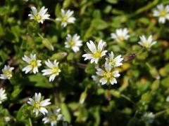 Rožec lepkavý (Cerastium glutinosum Fr.)