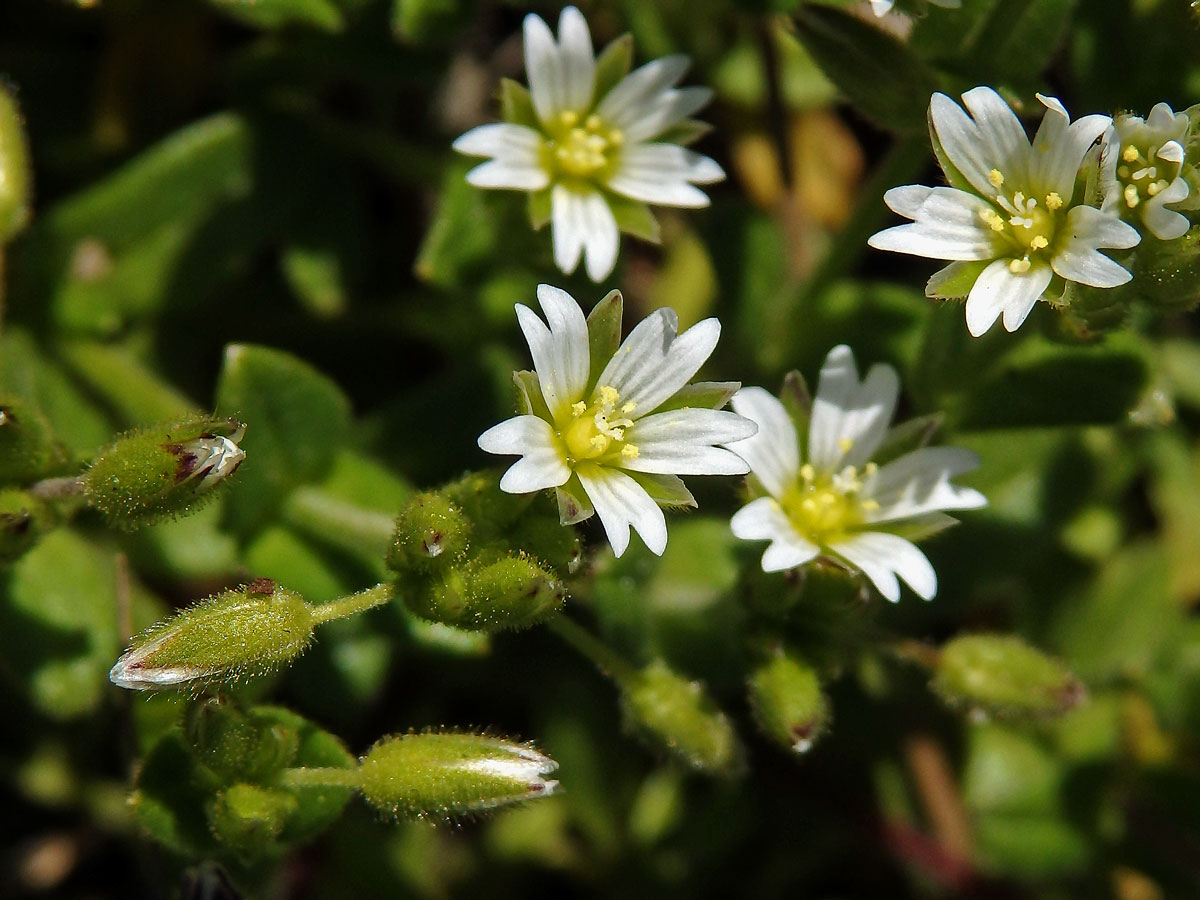 Rožec lepkavý (Cerastium glutinosum Fr.)