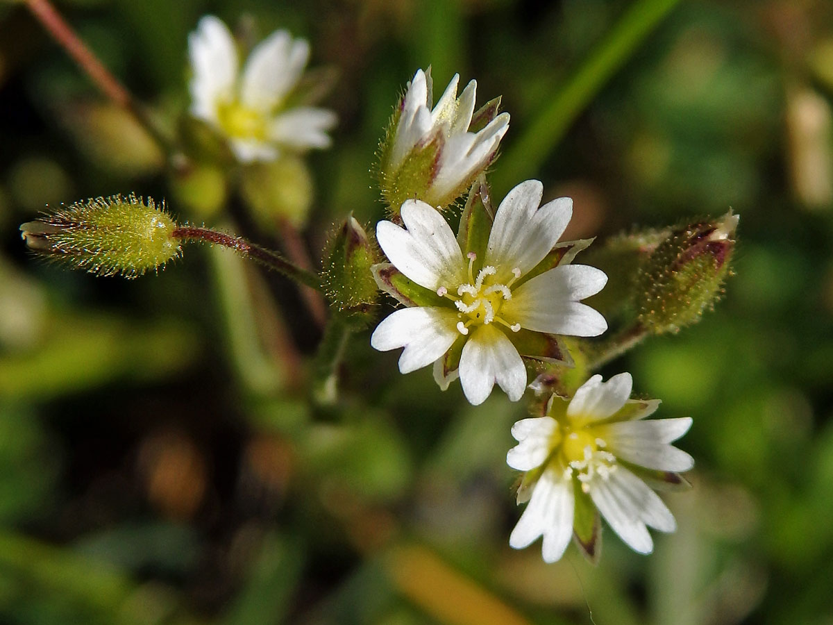 Rožec lepkavý (Cerastium glutinosum Fr.)