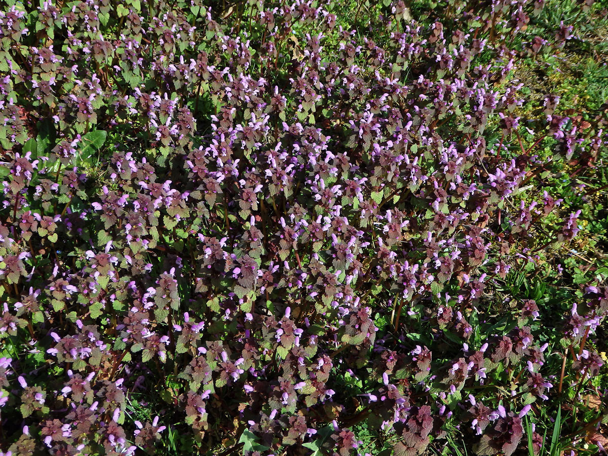 Hluchavka nachová (Lamium purpureum L.)