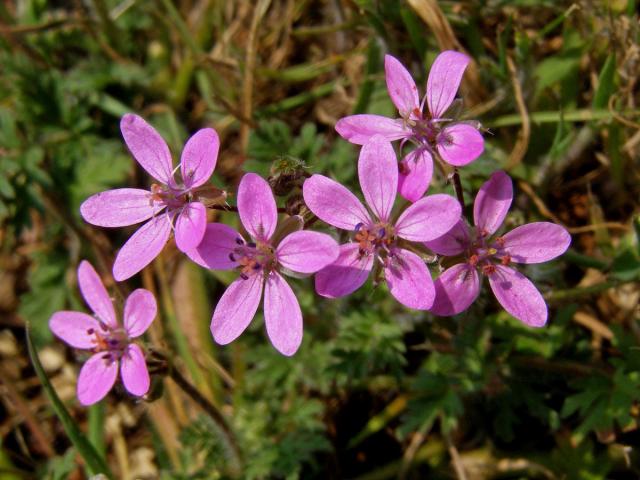 Pumpava obecná (rozpuková) (Erodium cicutarium (L.) L´Hér.)