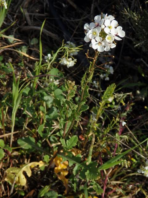 Křez (Diplotaxis erucoides (L.) DC.)