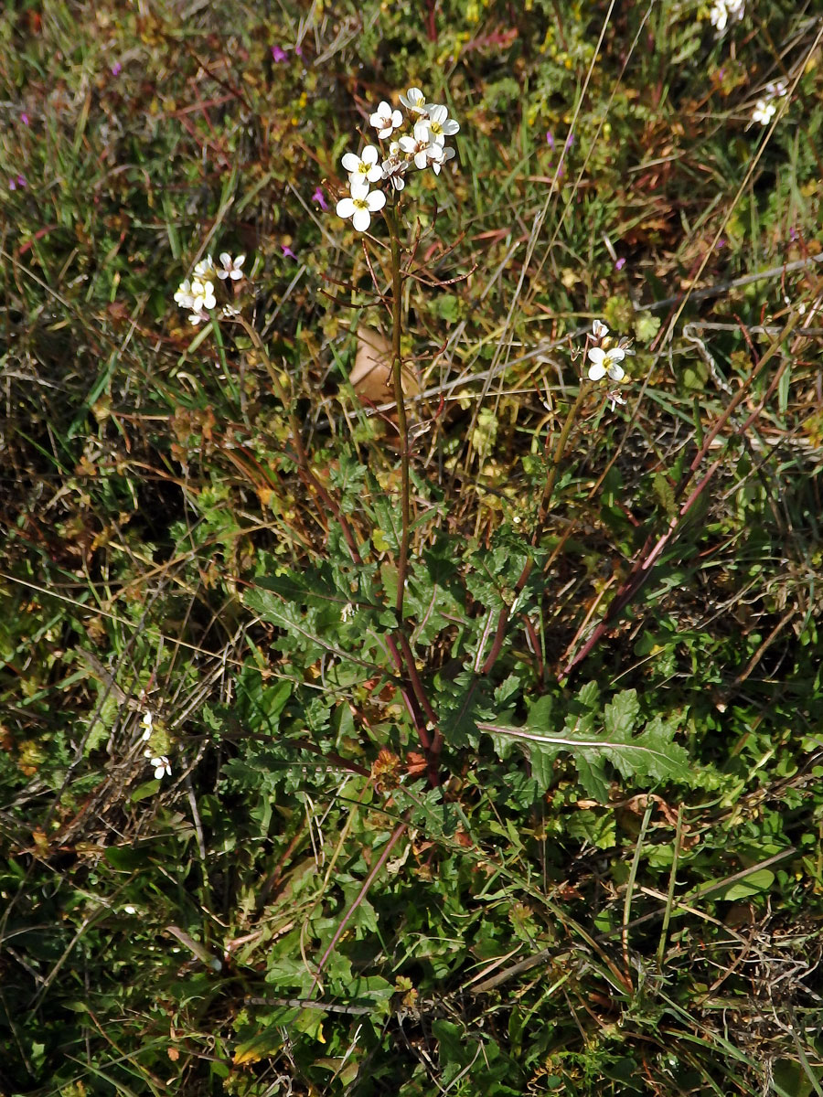 Křez (Diplotaxis erucoides (L.) DC.)