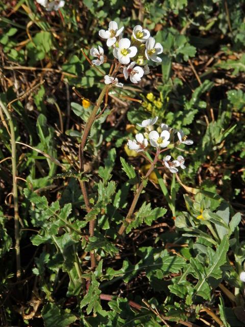 Křez (Diplotaxis erucoides (L.) DC.)