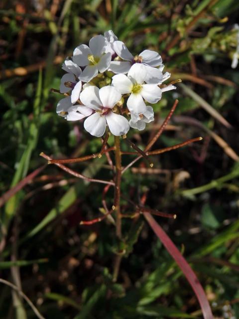 Křez (Diplotaxis erucoides (L.) DC.)