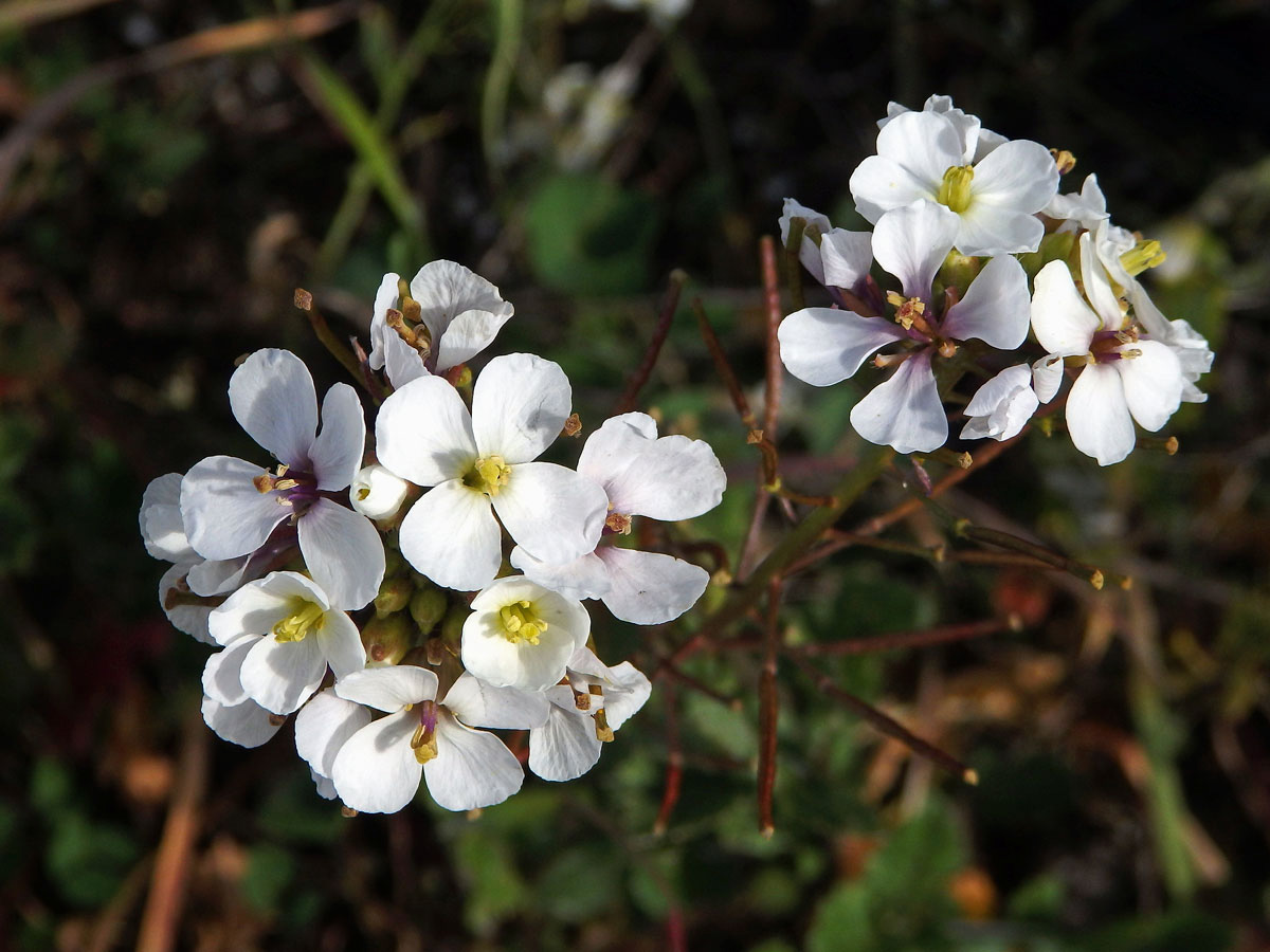 Křez (Diplotaxis erucoides (L.) DC.)