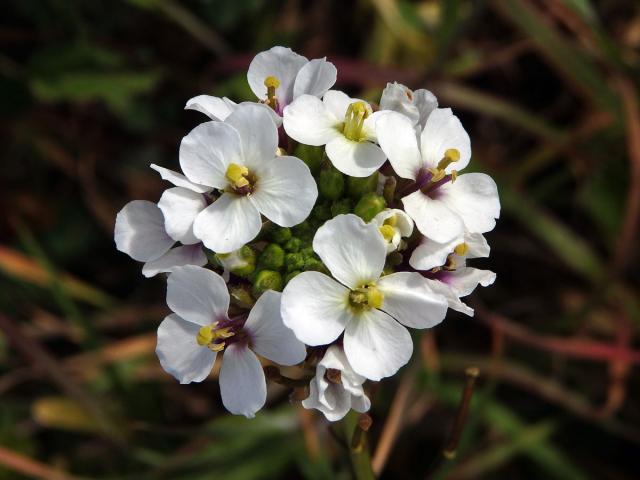 Křez (Diplotaxis erucoides (L.) DC.)