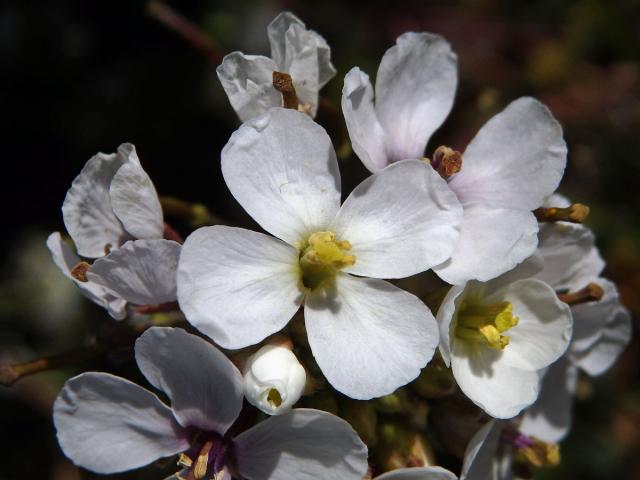 Křez (Diplotaxis erucoides (L.) DC.)