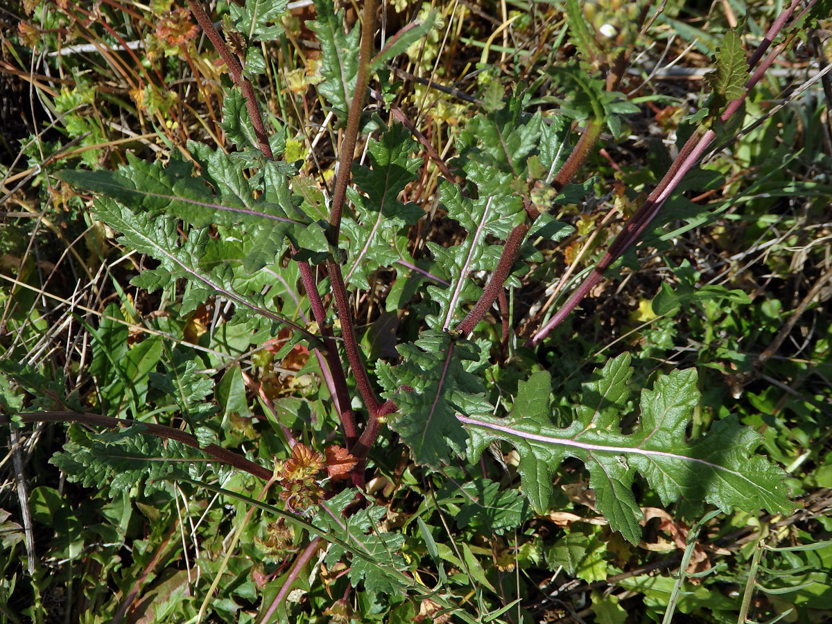 Křez (Diplotaxis erucoides (L.) DC.)