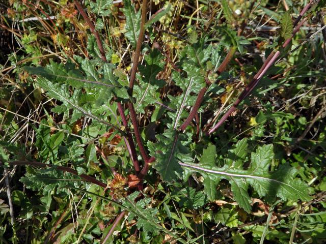 Křez (Diplotaxis erucoides (L.) DC.)