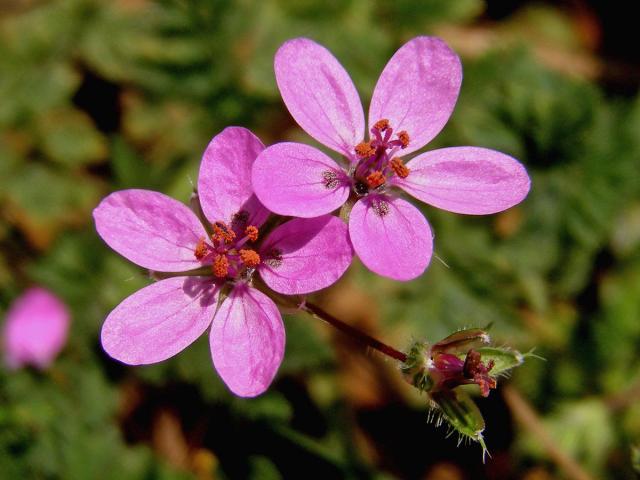 Pumpava obecná (rozpuková) (Erodium cicutarium (L.) L´Hér.)