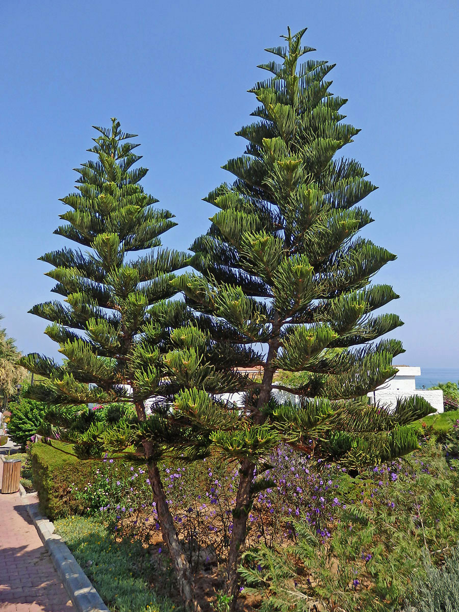 Blahočet ztepilý (Araucaria heterophylla (Salisb.) Franco)