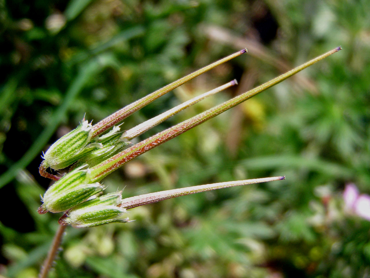 Pumpava obecná (rozpuková) (Erodium cicutarium (L.) L´Hér.)