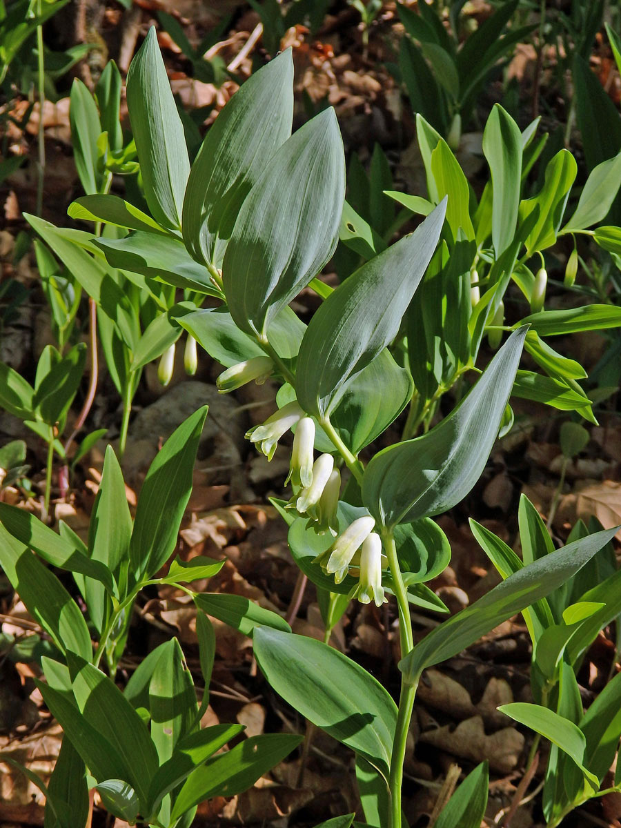 Kokořík vonný (Polygonatum odoratum (Mill.) Druce)