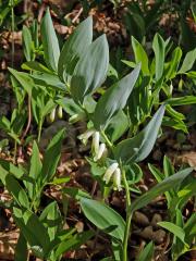 Kokořík vonný (Polygonatum odoratum (Mill.) Druce)     