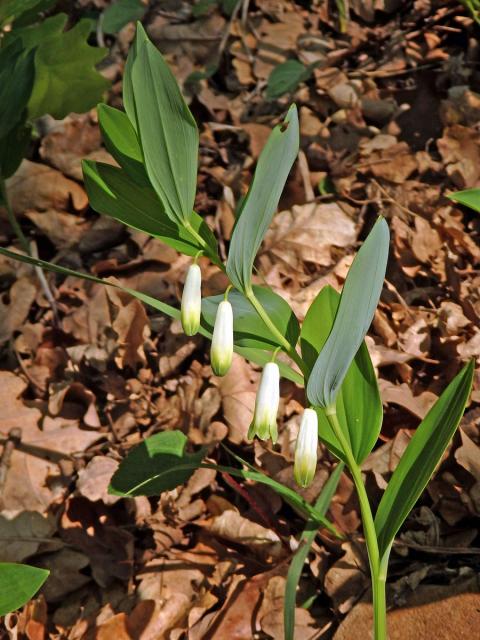 Kokořík vonný (Polygonatum odoratum (Mill.) Druce)