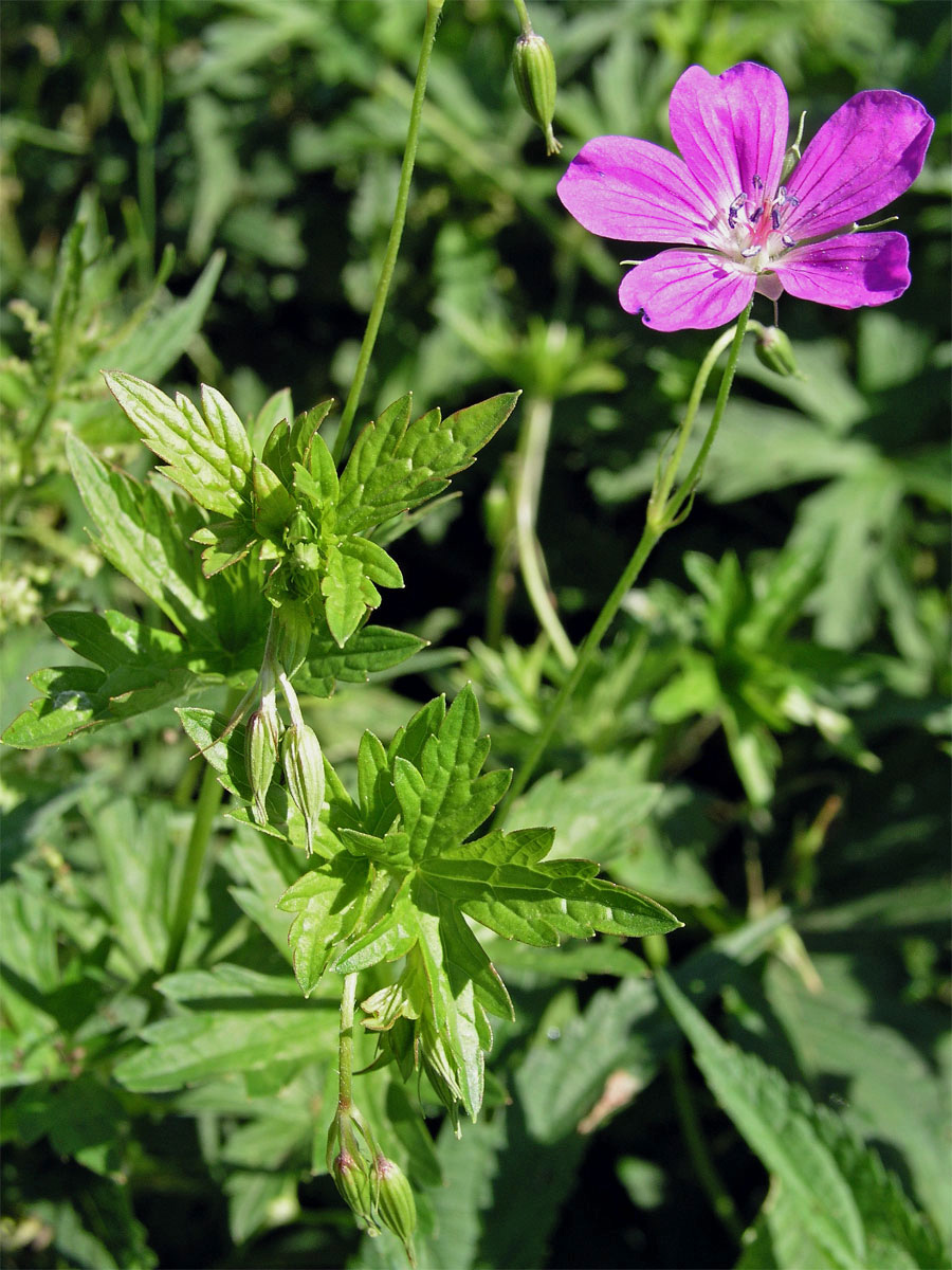 Kakost bahenní (Geranium palustre L.)