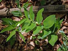 Kokořík vonný (Polygonatum odoratum (Mill.) Druce)