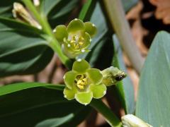 Kokořík vonný (Polygonatum odoratum (Mill.) Druce)