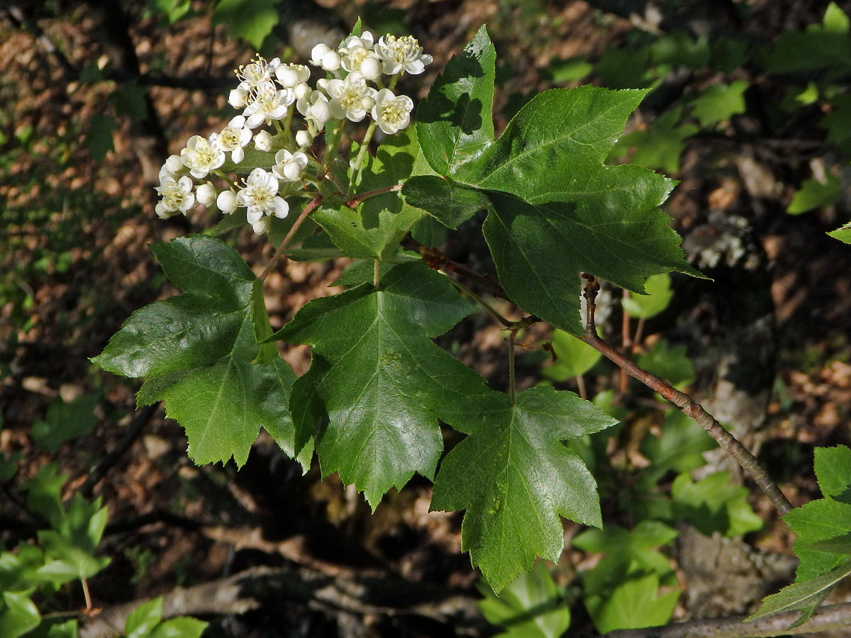 Jeřáb břek (Sorbus torminalis (L.) Crantz)