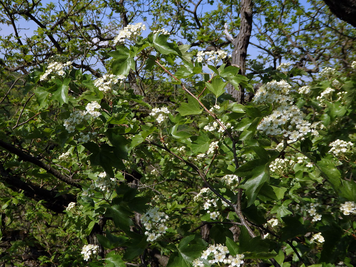 Jeřáb břek (Sorbus torminalis (L.) Crantz)