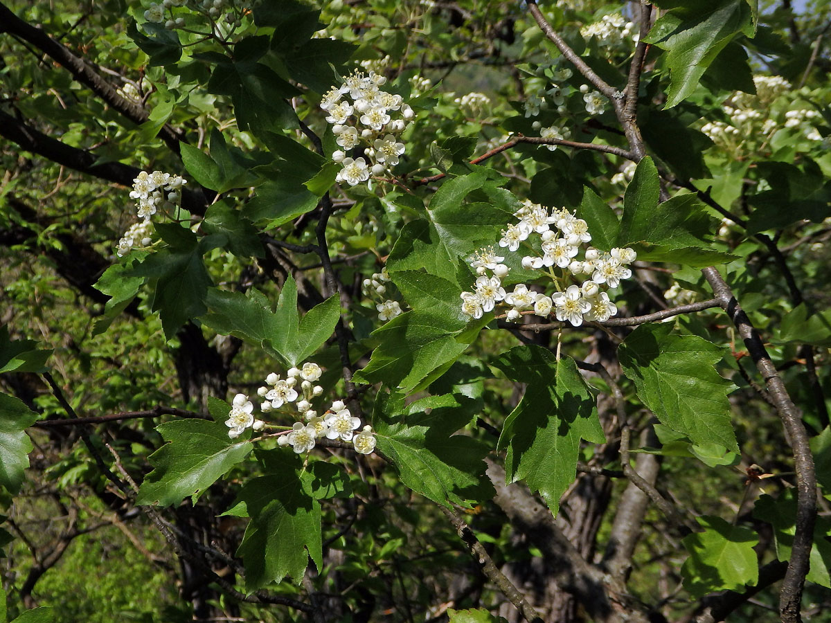 Jeřáb břek (Sorbus torminalis (L.) Crantz)