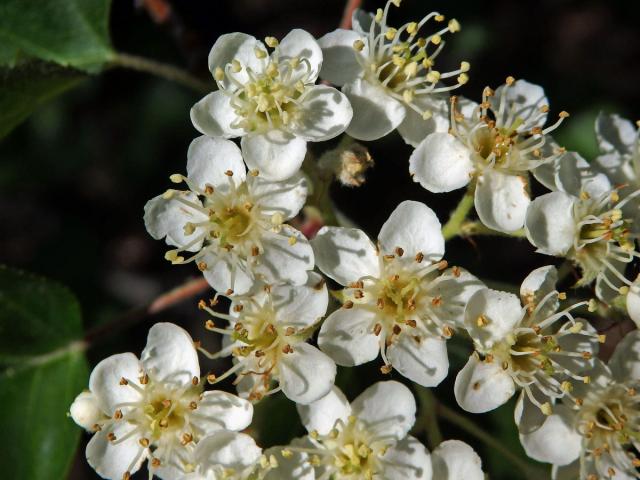 Jeřáb břek (Sorbus torminalis (L.) Crantz)