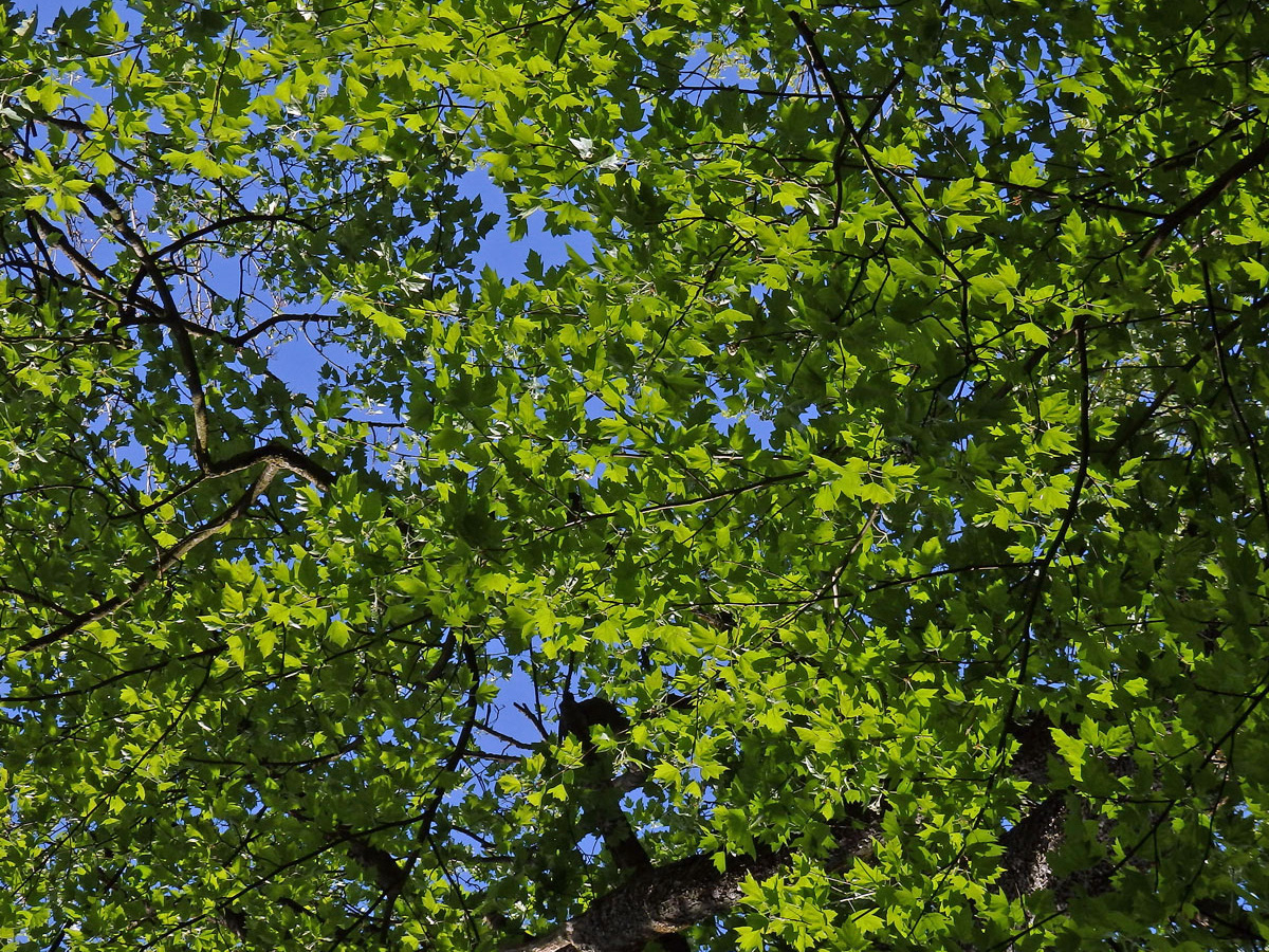 Jeřáb břek (Sorbus torminalis (L.) Crantz)