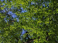 Jeřáb břek (Sorbus torminalis (L.) Crantz)