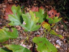 Jeřáb břek (Sorbus torminalis (L.) Crantz)