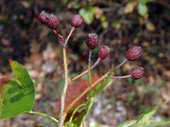 Jeřáb břek (Sorbus torminalis (L.) Crantz)