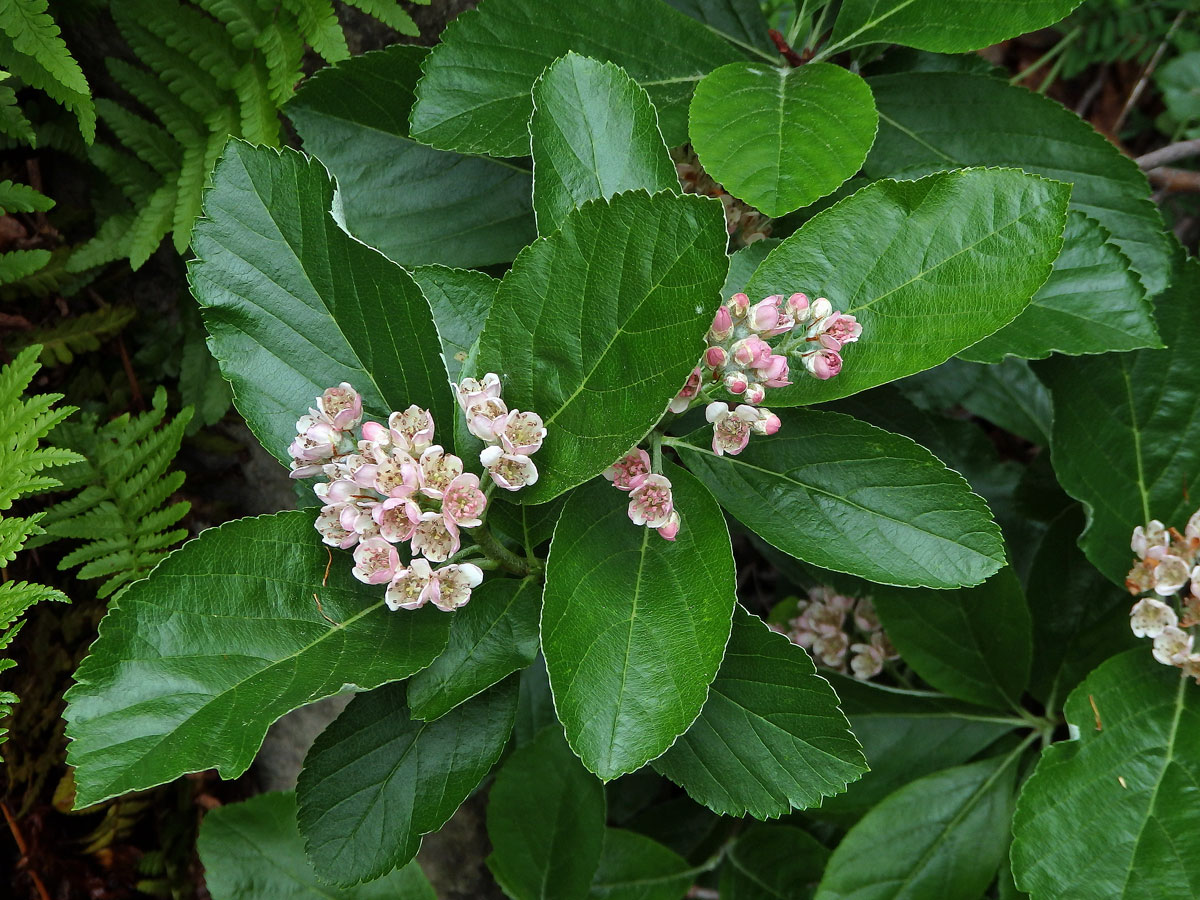 Jeřáb sudetský (Sorbus sudetica (Tausch) Bluff, Nees & Schauer)