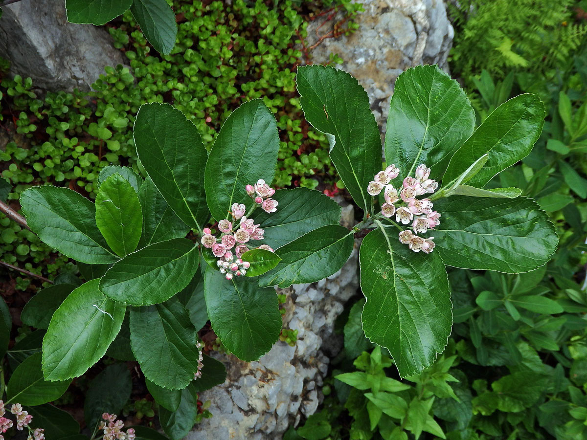 Jeřáb sudetský (Sorbus sudetica (Tausch) Bluff, Nees & Schauer)